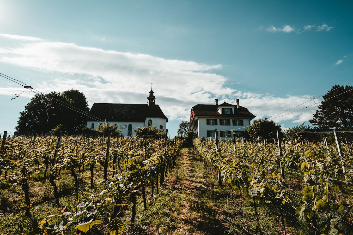 Full Day Winelands